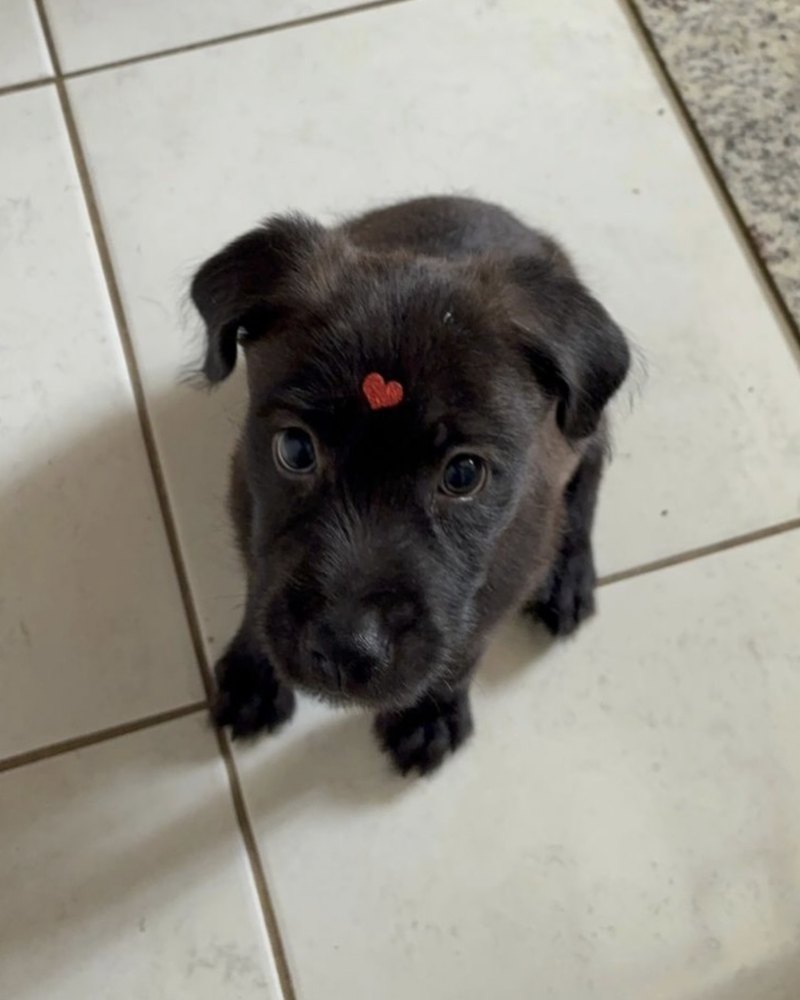 Cachorro disponível para adoção