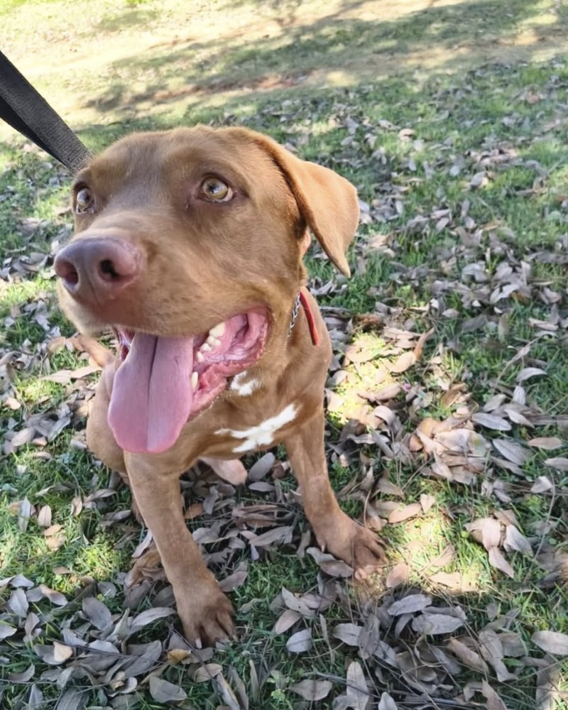 Cachorro disponível para adoção