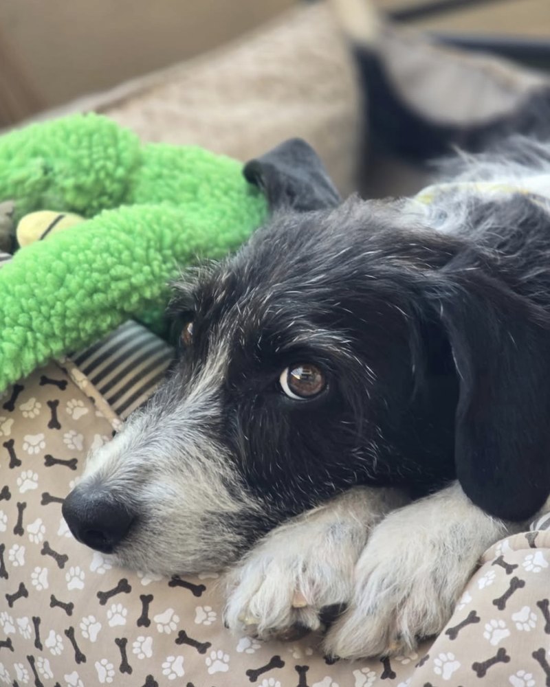 Cachorro disponível para adoção