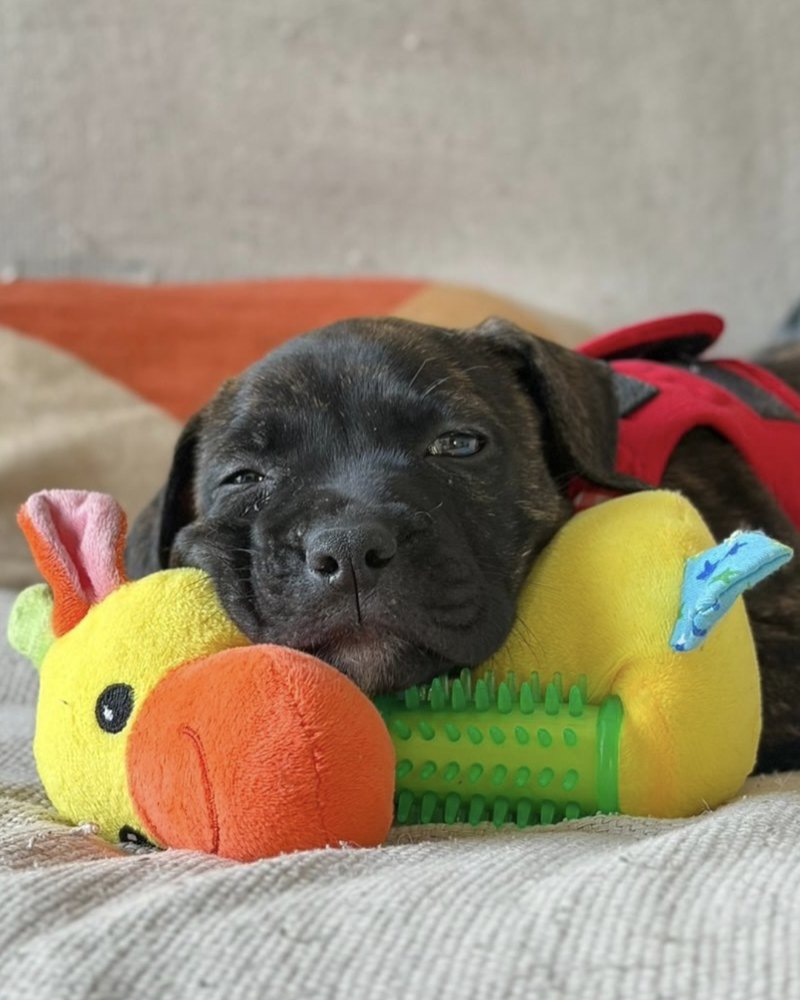 Cachorro disponível para adoção